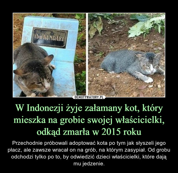 W Indonezji żyje załamany kot, który mieszka na grobie swojej właścicielki, odkąd zmarła w 2015 roku