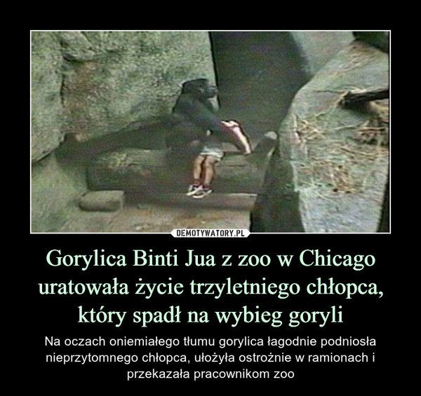 Gorylica Binti Jua z zoo w Chicago uratowała życie trzyletniego chłopca, który spadł na wybieg goryli – Na oczach oniemiałego tłumu gorylica łagodnie podniosła nieprzytomnego chłopca, ułożyła ostrożnie w ramionach i przekazała pracownikom zoo 