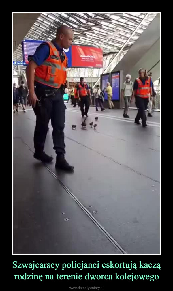 Szwajcarscy policjanci eskortują kaczą rodzinę na terenie dworca kolejowego –  