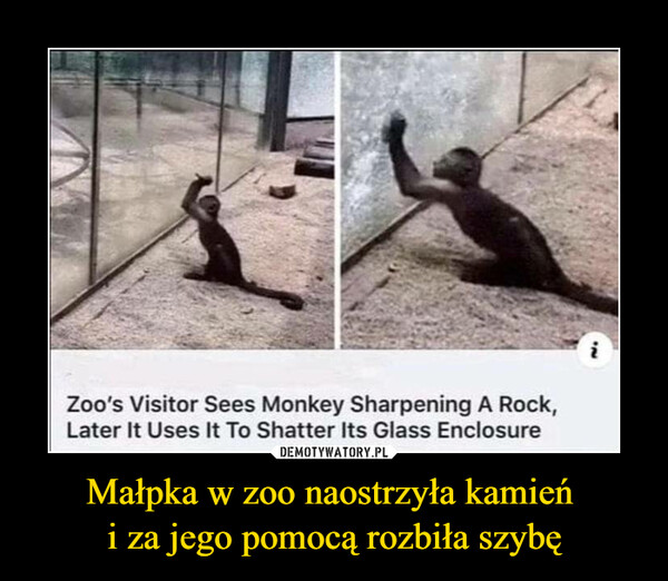 Małpka w zoo naostrzyła kamień 
i za jego pomocą rozbiła szybę