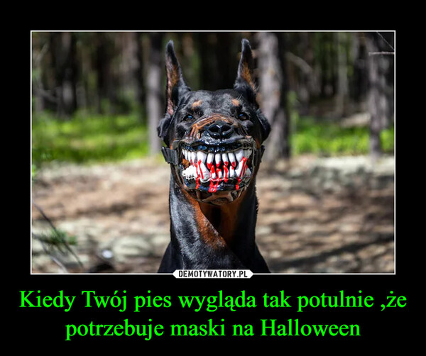 Kiedy Twój pies wygląda tak potulnie ,że potrzebuje maski na Halloween –  
