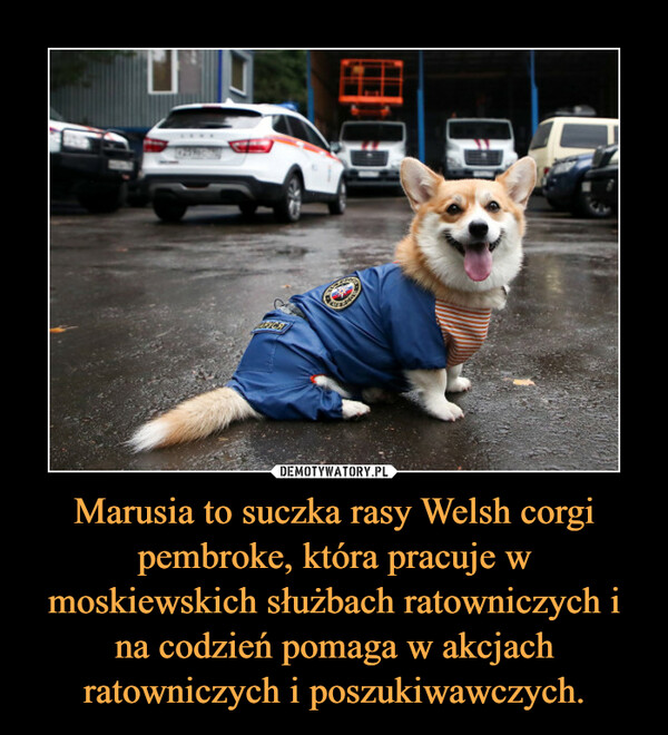 Marusia to suczka rasy Welsh corgi pembroke, która pracuje w moskiewskich służbach ratowniczych i na codzień pomaga w akcjach ratowniczych i poszukiwawczych.