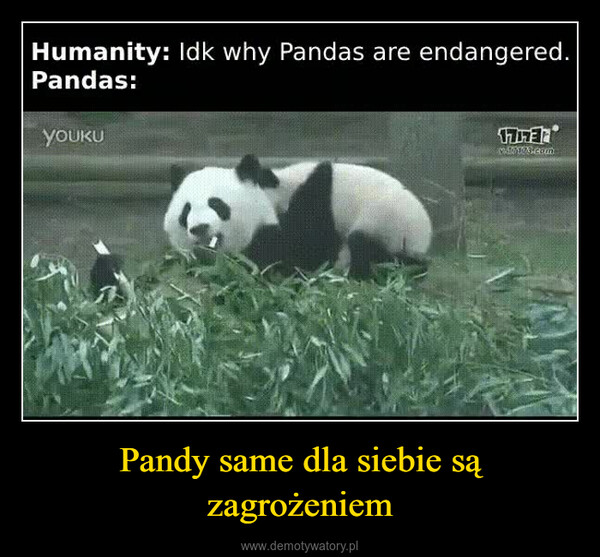 Pandy same dla siebie są zagrożeniem –  