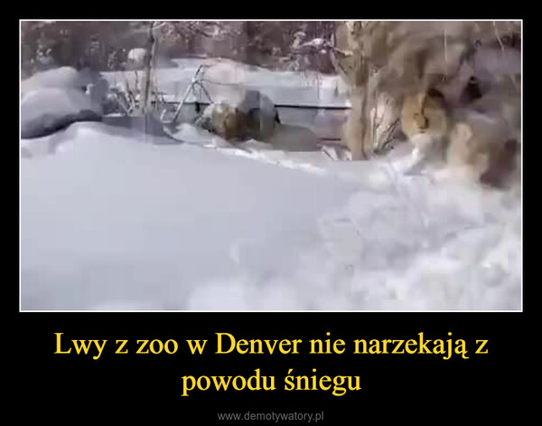 Lwy z zoo w Denver nie narzekają z powodu śniegu –  