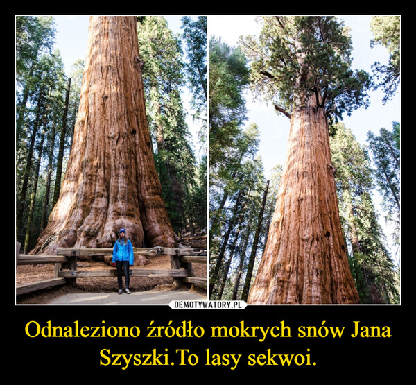Odnaleziono źródło mokrych snów Jana Szyszki.To lasy sekwoi. –  