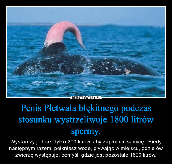 Penis Płetwala błękitnego podczas stosunku wystrzeliwuje 1800 litrów spermy. – Wystarczy jednak, tylko 200 litrów, aby zapłodnić samicę.  Kiedy następnym razem  połkniesz wodę, pływając w miejscu, gdzie ów zwierzę występuje, pomyśl, gdzie jest pozostałe 1600 litrów. 