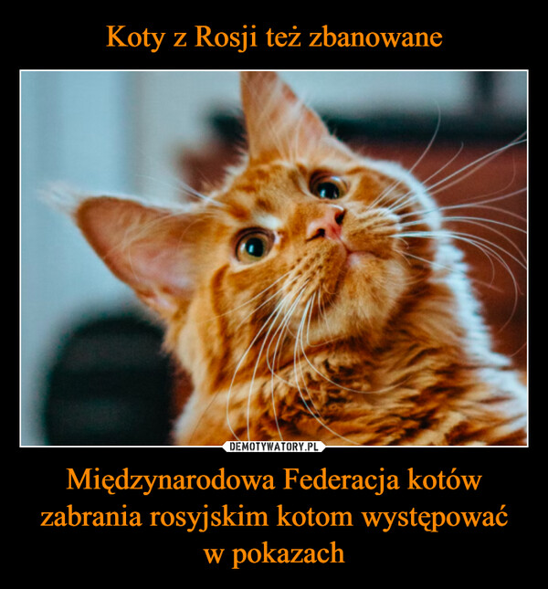 Międzynarodowa Federacja kotów zabrania rosyjskim kotom występowaćw pokazach –  