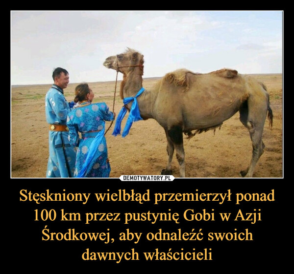 Stęskniony wielbłąd przemierzył ponad 100 km przez pustynię Gobi w Azji Środkowej, aby odnaleźć swoich dawnych właścicieli –  
