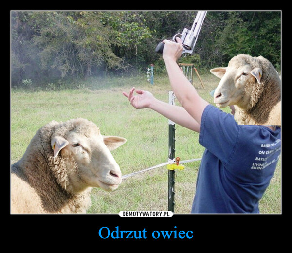Odrzut owiec –  