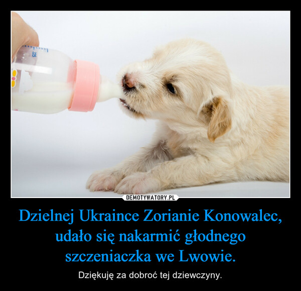 Dzielnej Ukraince Zorianie Konowalec, udało się nakarmić głodnego szczeniaczka we Lwowie. – Dziękuję za dobroć tej dziewczyny. 