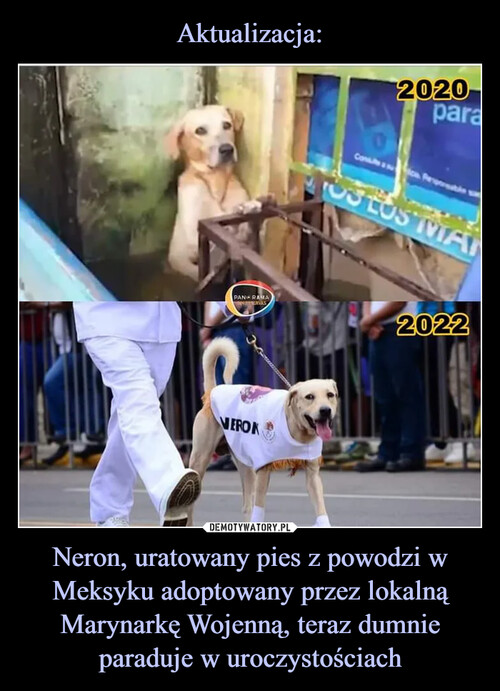 Aktualizacja: Neron, uratowany pies z powodzi w Meksyku adoptowany przez lokalną Marynarkę Wojenną, teraz dumnie paraduje w uroczystościach