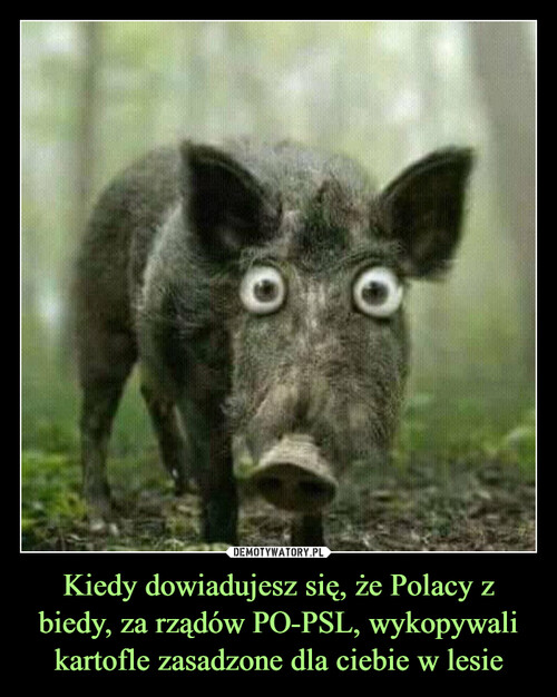 Kiedy dowiadujesz się, że Polacy z biedy, za rządów PO-PSL, wykopywali kartofle zasadzone dla ciebie w lesie