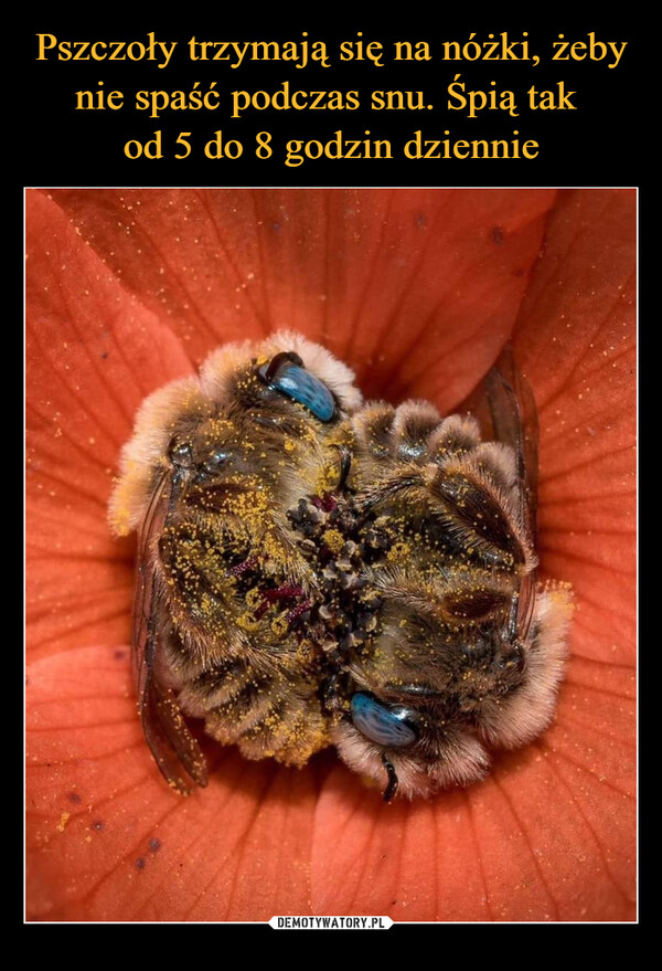 Pszczoły trzymają się na nóżki, żeby nie spaść podczas snu. Śpią tak 
od 5 do 8 godzin dziennie