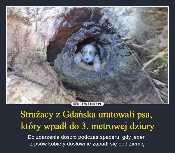 Strażacy z Gdańska uratowali psa, 
który wpadł do 3. metrowej dziury