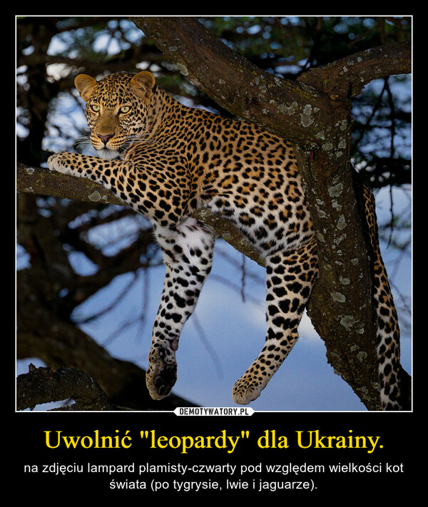 Uwolnić "leopardy" dla Ukrainy. – na zdjęciu lampard plamisty-czwarty pod względem wielkości kot świata (po tygrysie, lwie i jaguarze). 
