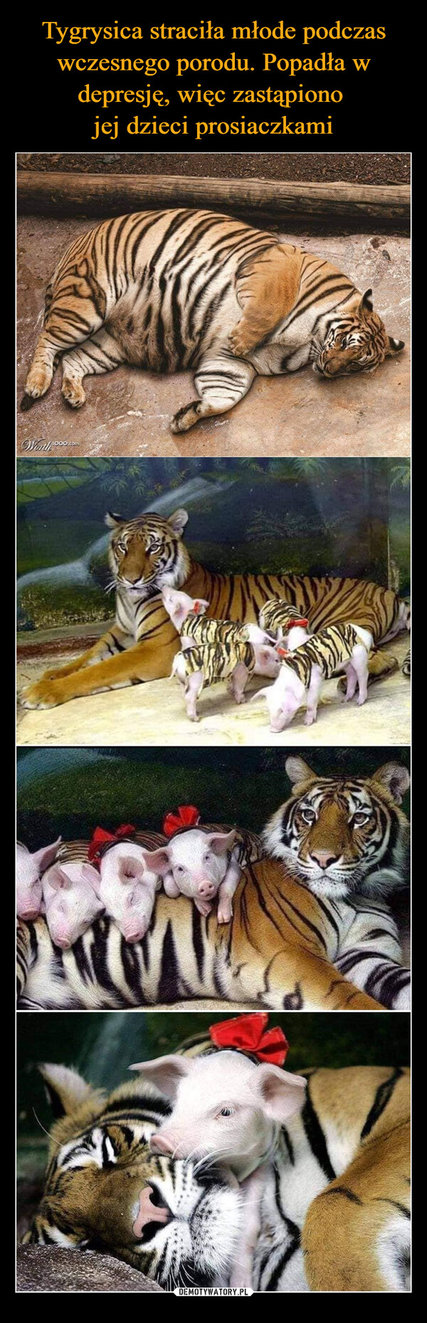Tygrysica straciła młode podczas wczesnego porodu. Popadła w depresję, więc zastąpiono 
jej dzieci prosiaczkami