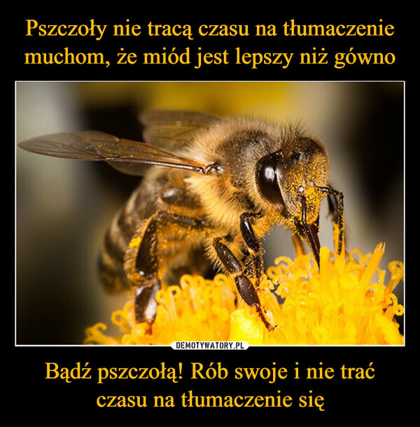 Bądź pszczołą! Rób swoje i nie trać czasu na tłumaczenie się –  