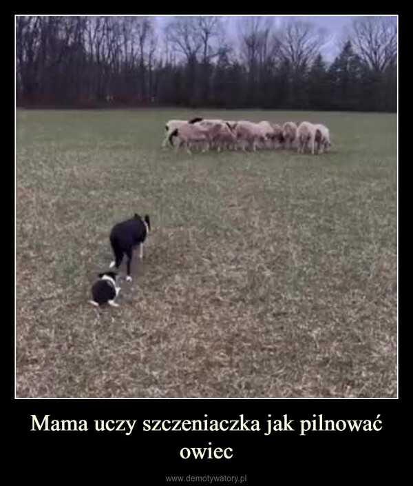 Mama uczy szczeniaczka jak pilnować owiec –  ARD
