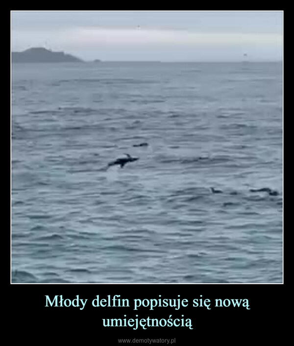 Młody delfin popisuje się nową umiejętnością –  