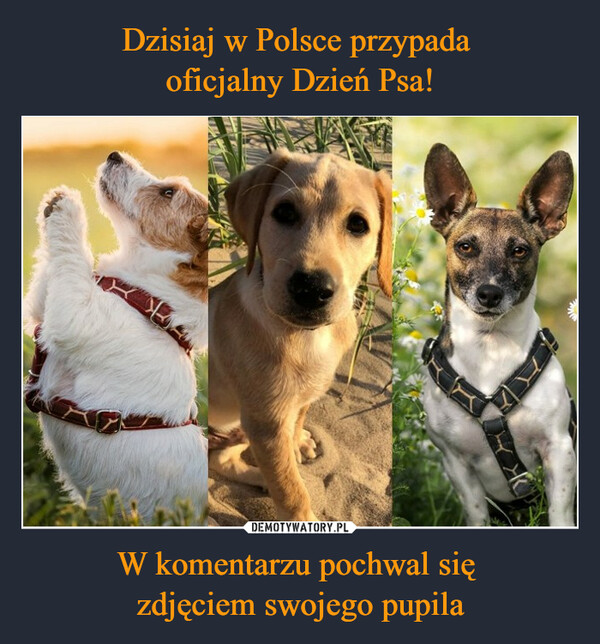 Dzisiaj w Polsce przypada 
oficjalny Dzień Psa! W komentarzu pochwal się 
zdjęciem swojego pupila