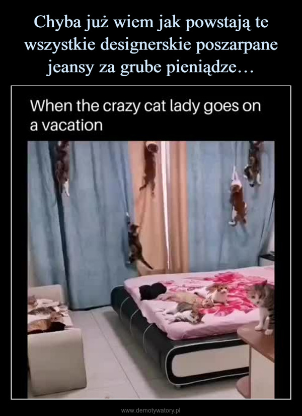  –  When the crazy cat lady goes ona vacationU