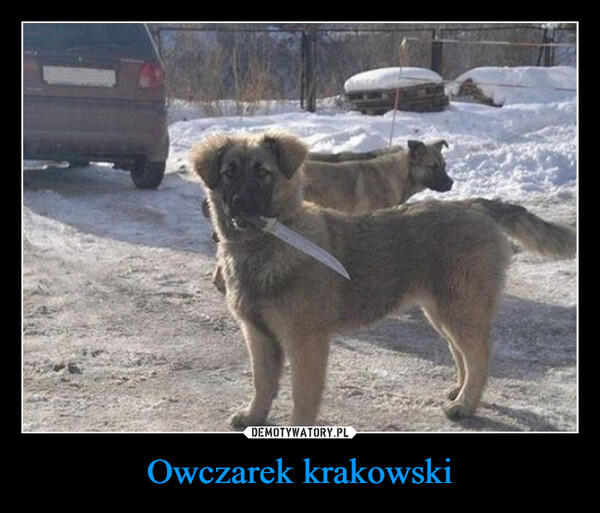 Owczarek krakowski