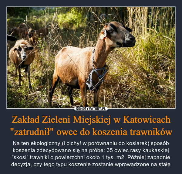 Zakład Zieleni Miejskiej w Katowicach "zatrudnił" owce do koszenia trawników