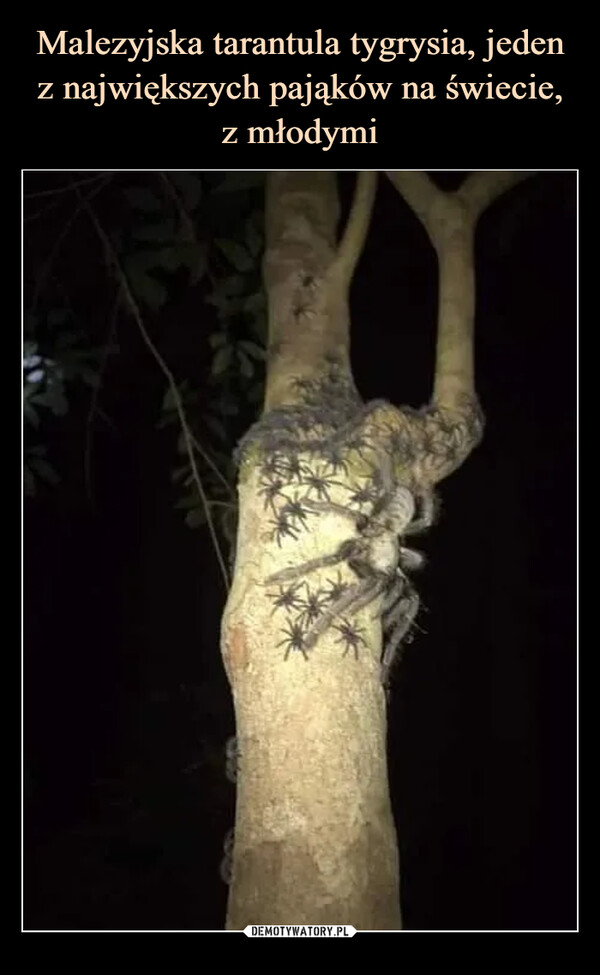Malezyjska tarantula tygrysia, jeden z największych pająków na świecie, z młodymi