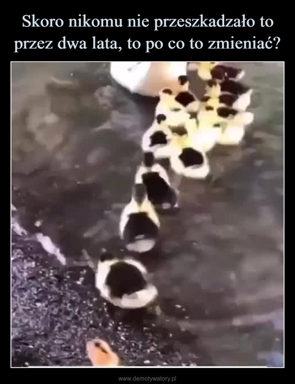  –  Orphan chick adoptedby duck family and nowthinks she's a duck