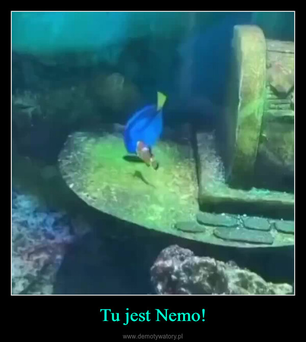 Tu jest Nemo! –  06