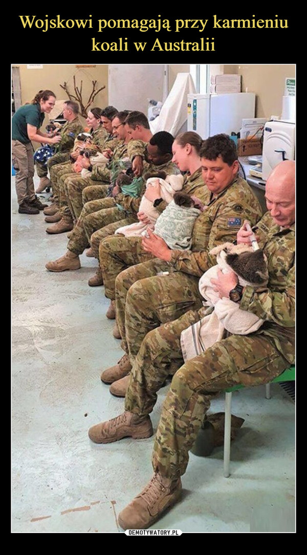 Wojskowi pomagają przy karmieniu koali w Australii