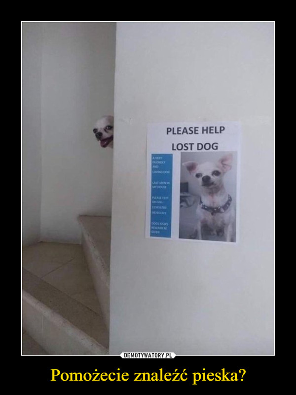 Pomożecie znaleźć pieska? –  please help lost dog